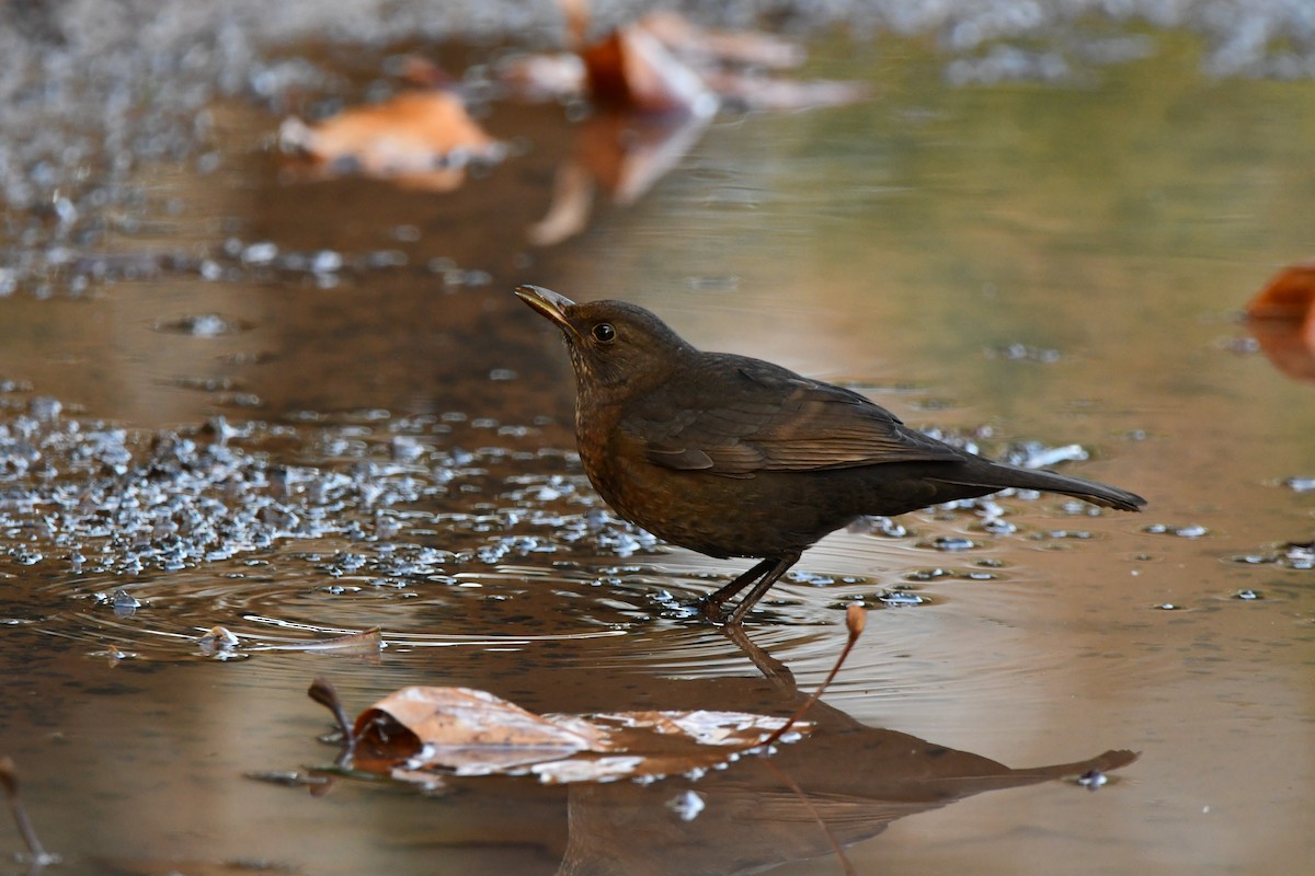 Eurasian Blackbird - ML646442119