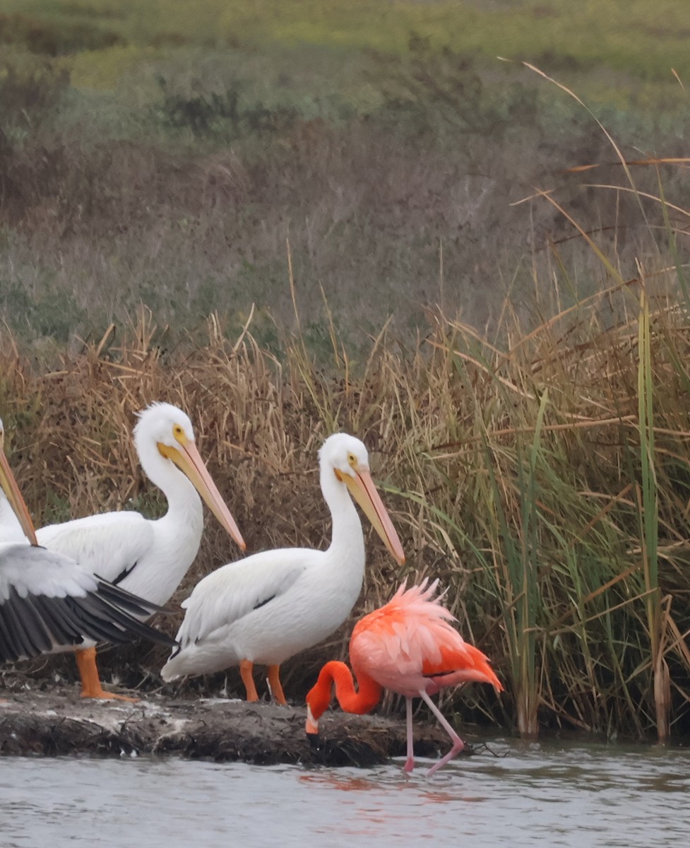 American Flamingo - ML646442120
