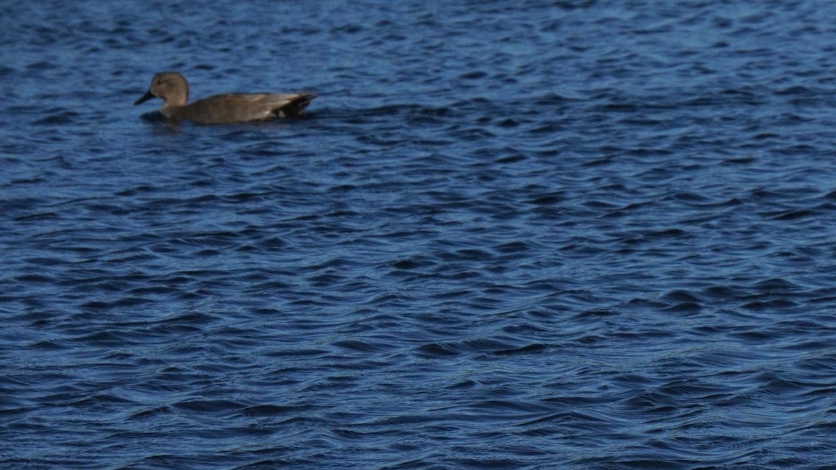 Gadwall - ML646442121