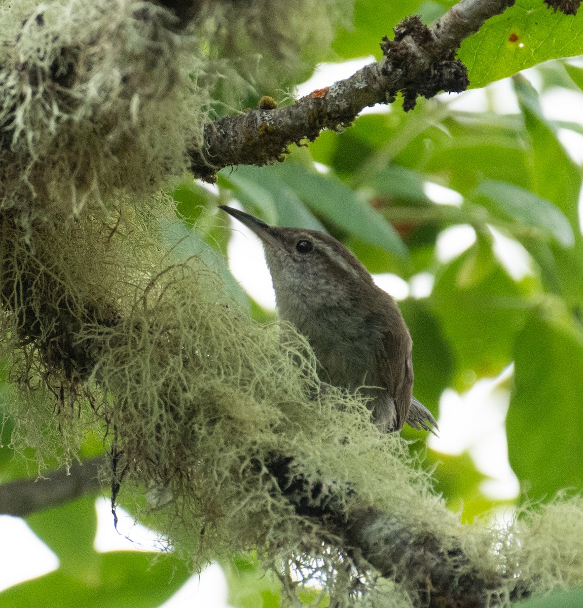 Bewick's Wren - ML646442122
