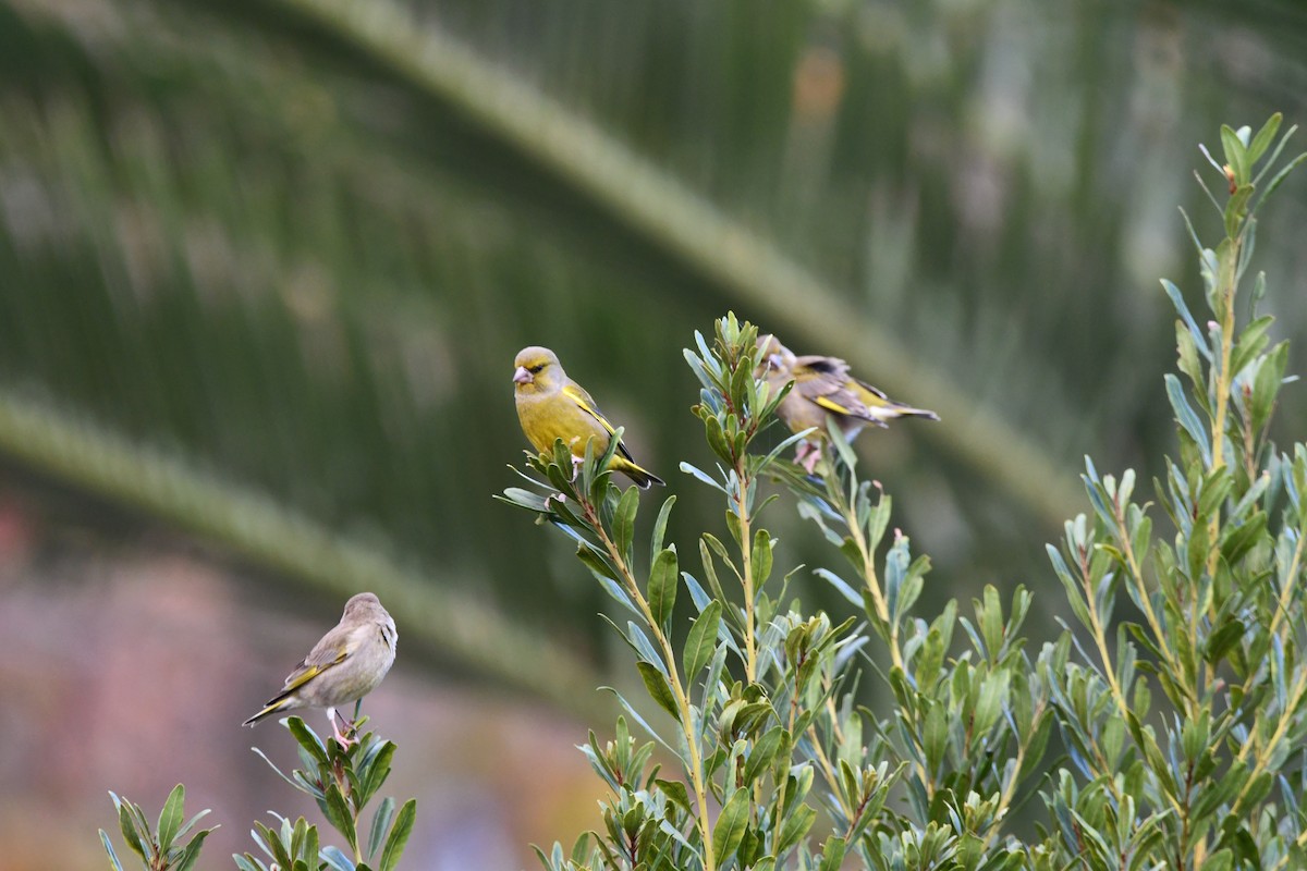 European Greenfinch - ML646442124