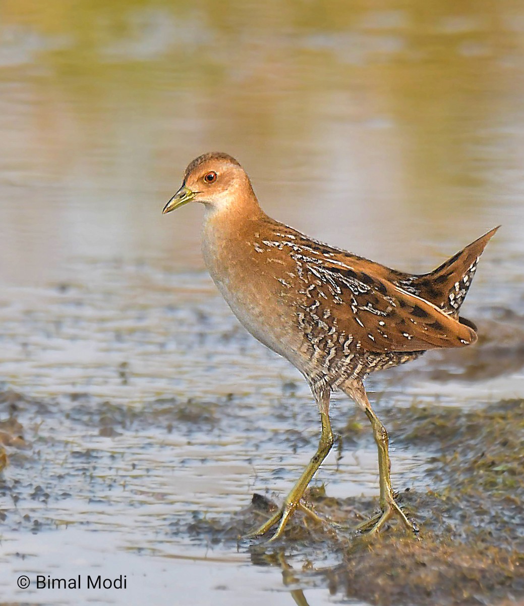 Baillon's Crake - ML646442128