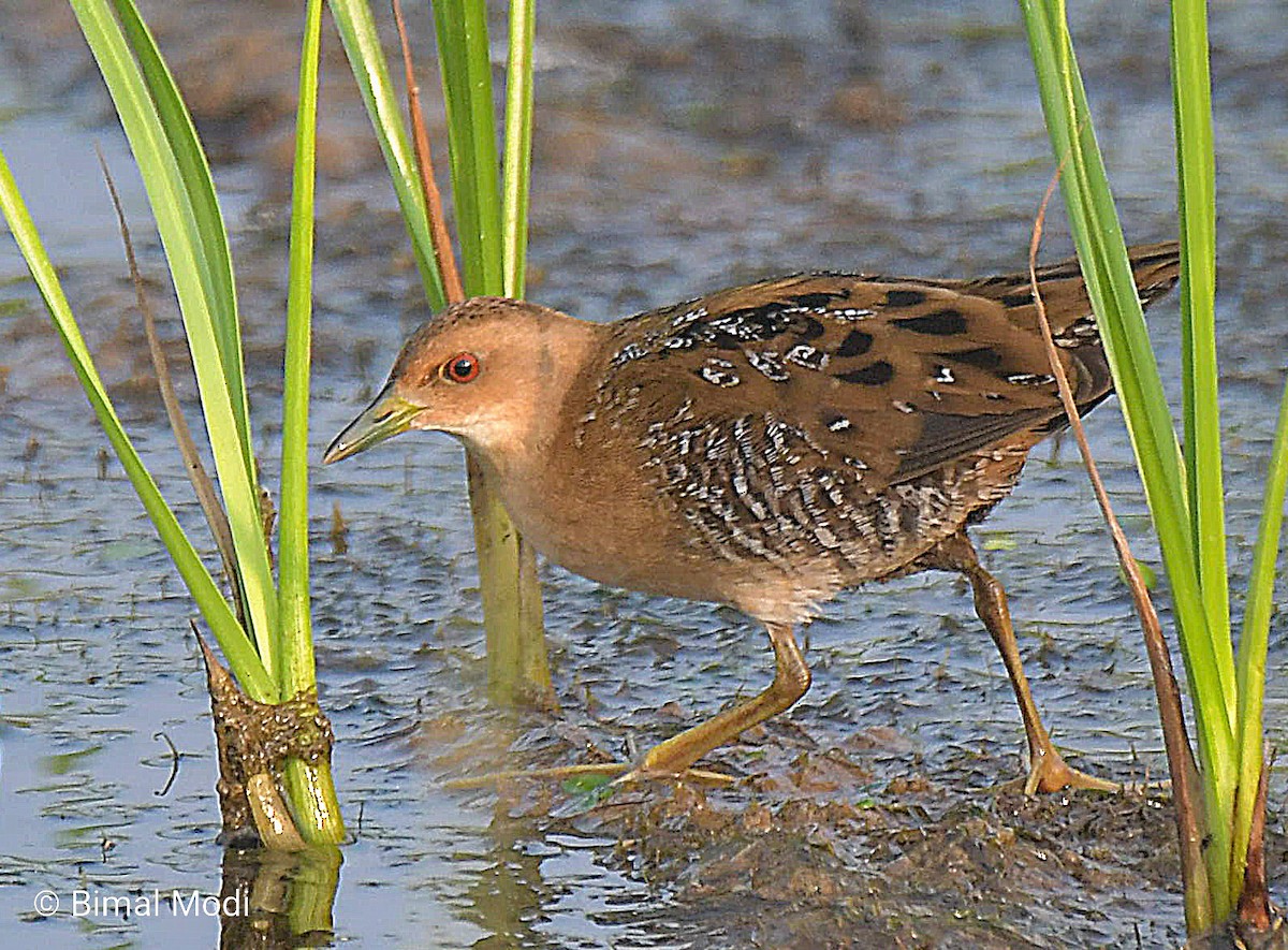 Baillon's Crake - ML646442129