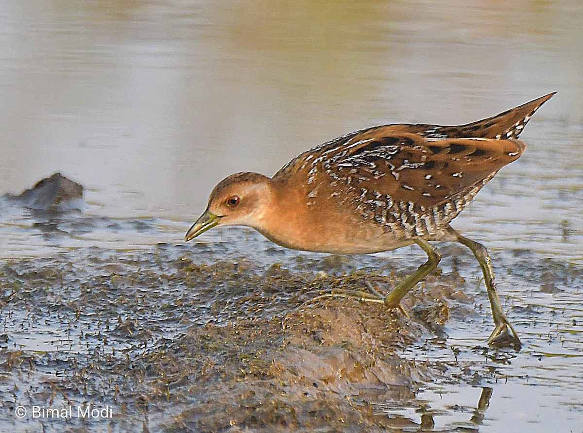 Baillon's Crake - ML646442130