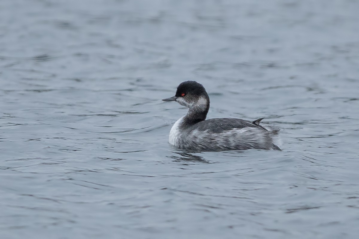 Zampullín Cuellinegro - ML646442131