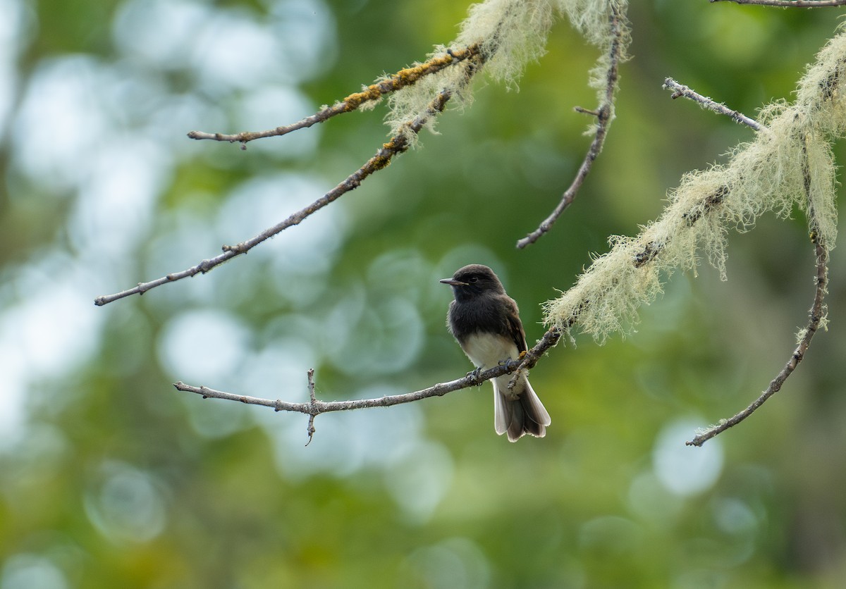 Black Phoebe - ML646442132