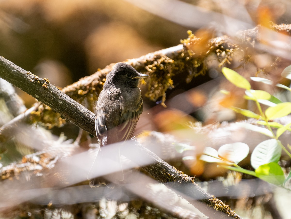 Black Phoebe - ML646442133