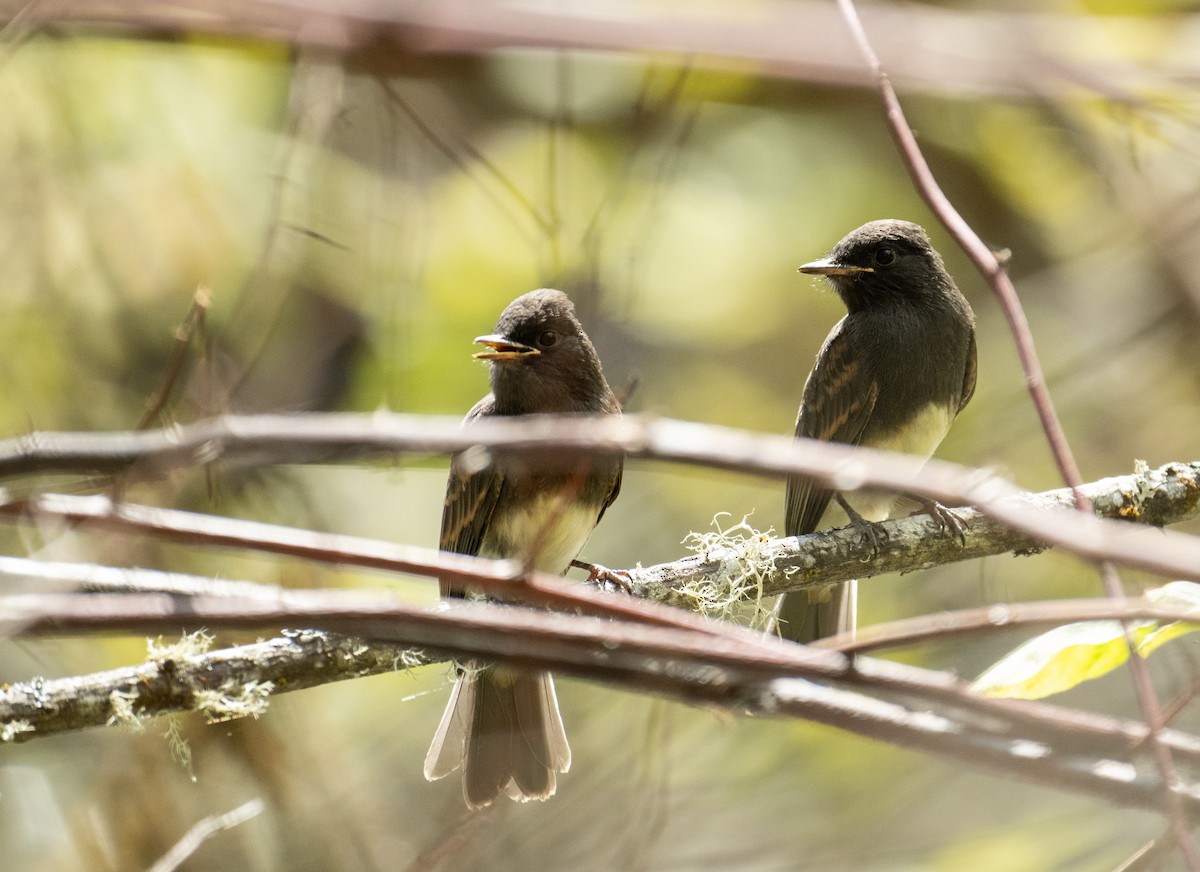 クロツキヒメハエトリ - ML646442134
