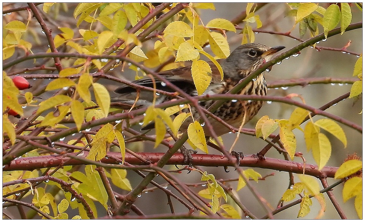 ノハラツグミ - ML646442135