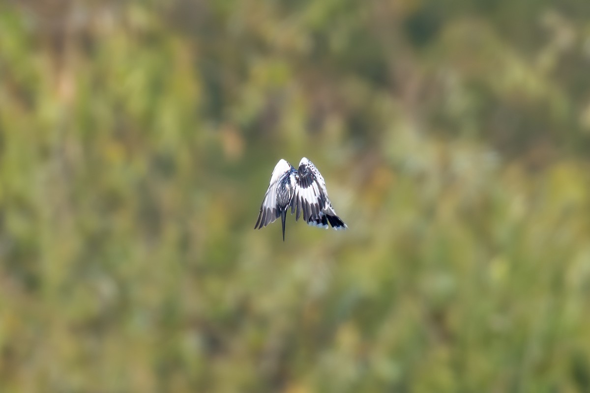 ヒメヤマセミ - ML646442136