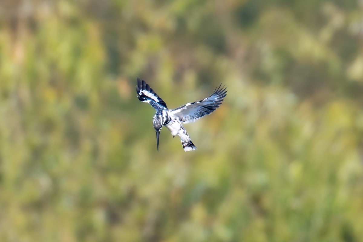 ヒメヤマセミ - ML646442137