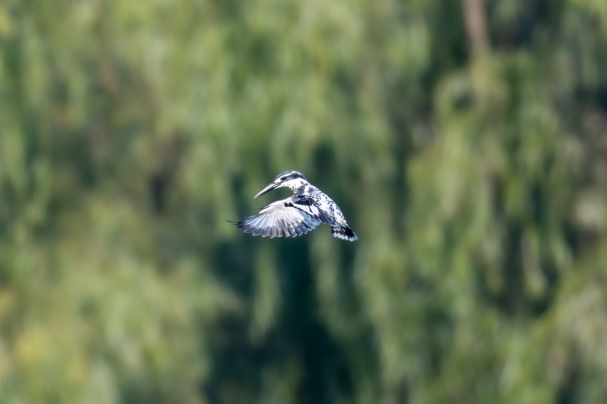 ヒメヤマセミ - ML646442138