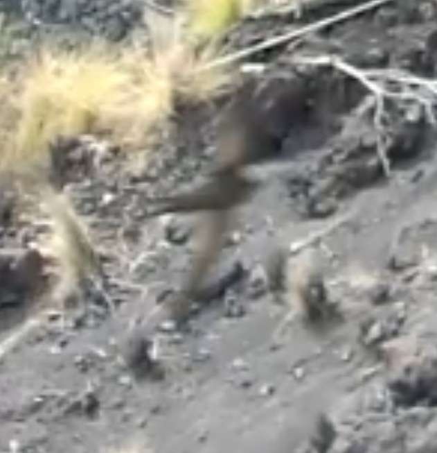 ハイイロアマツバメ - ML646442139