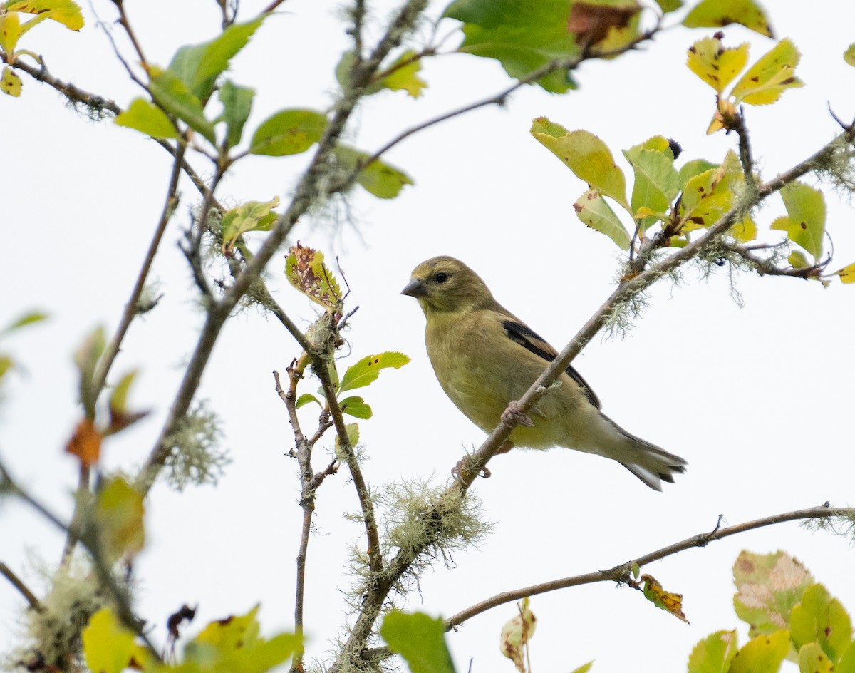 オウゴンヒワ - ML646442140