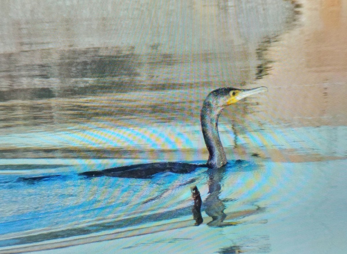 カワウ - ML646442141