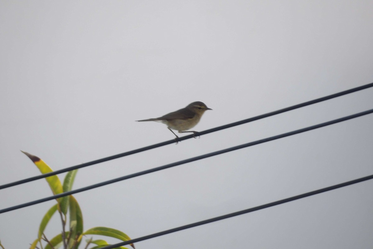 カナリーチフチャフ - ML646442142