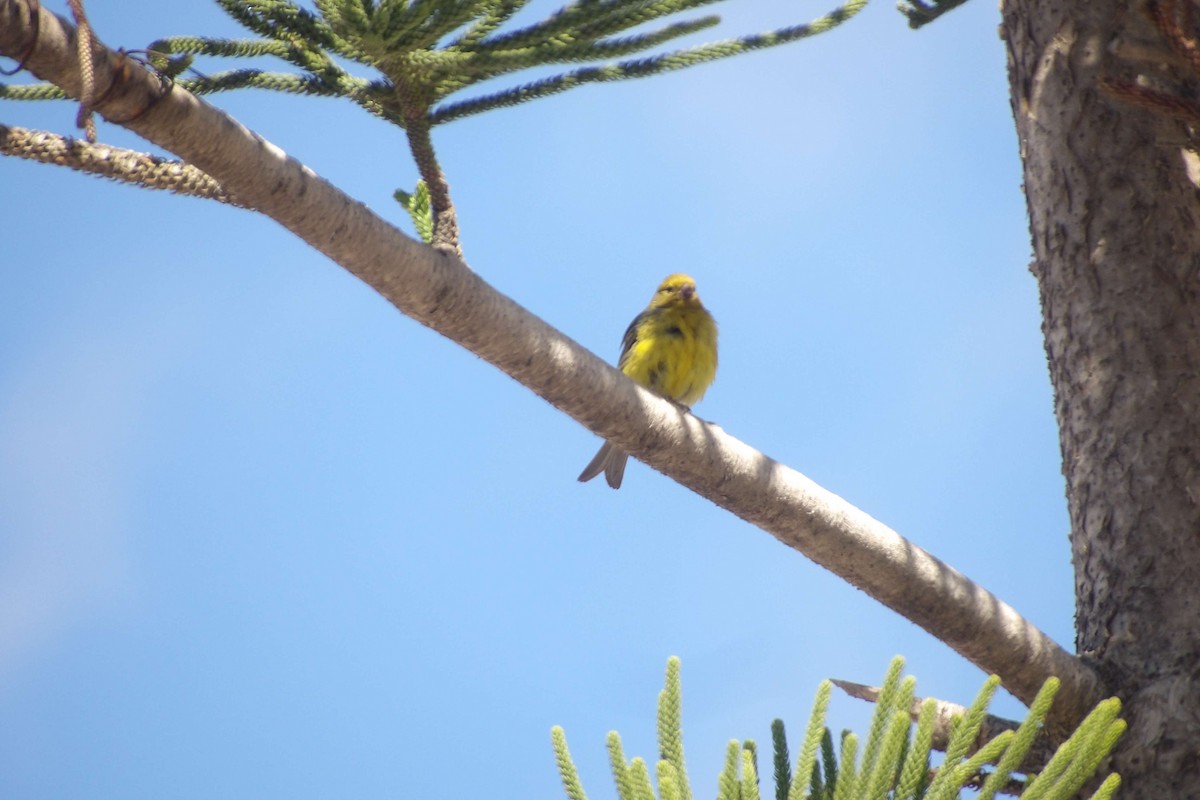 カナリア - ML646442143