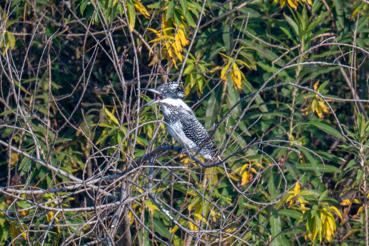 ヤマセミ - ML646442144