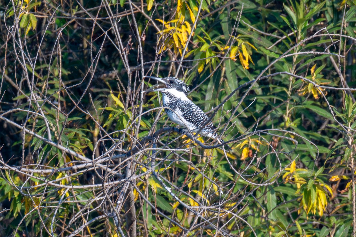 ヤマセミ - ML646442145