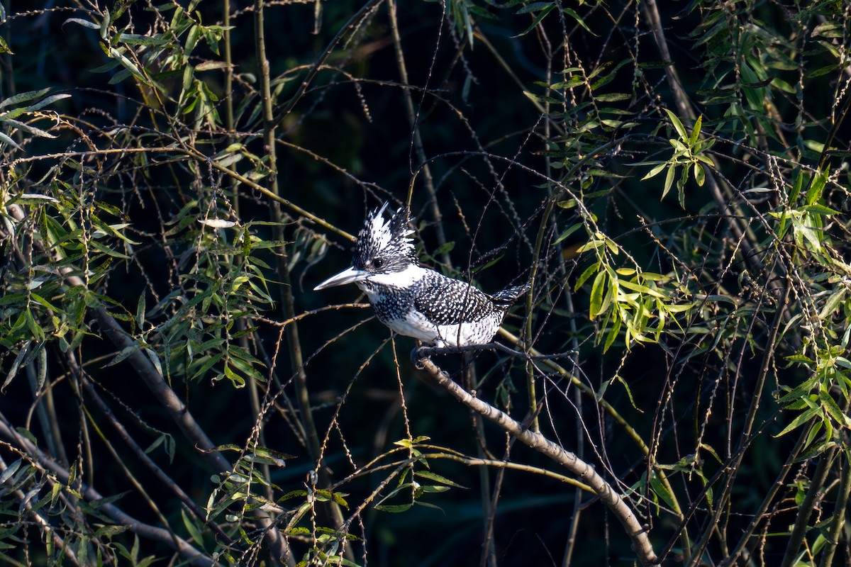 ヤマセミ - ML646442146