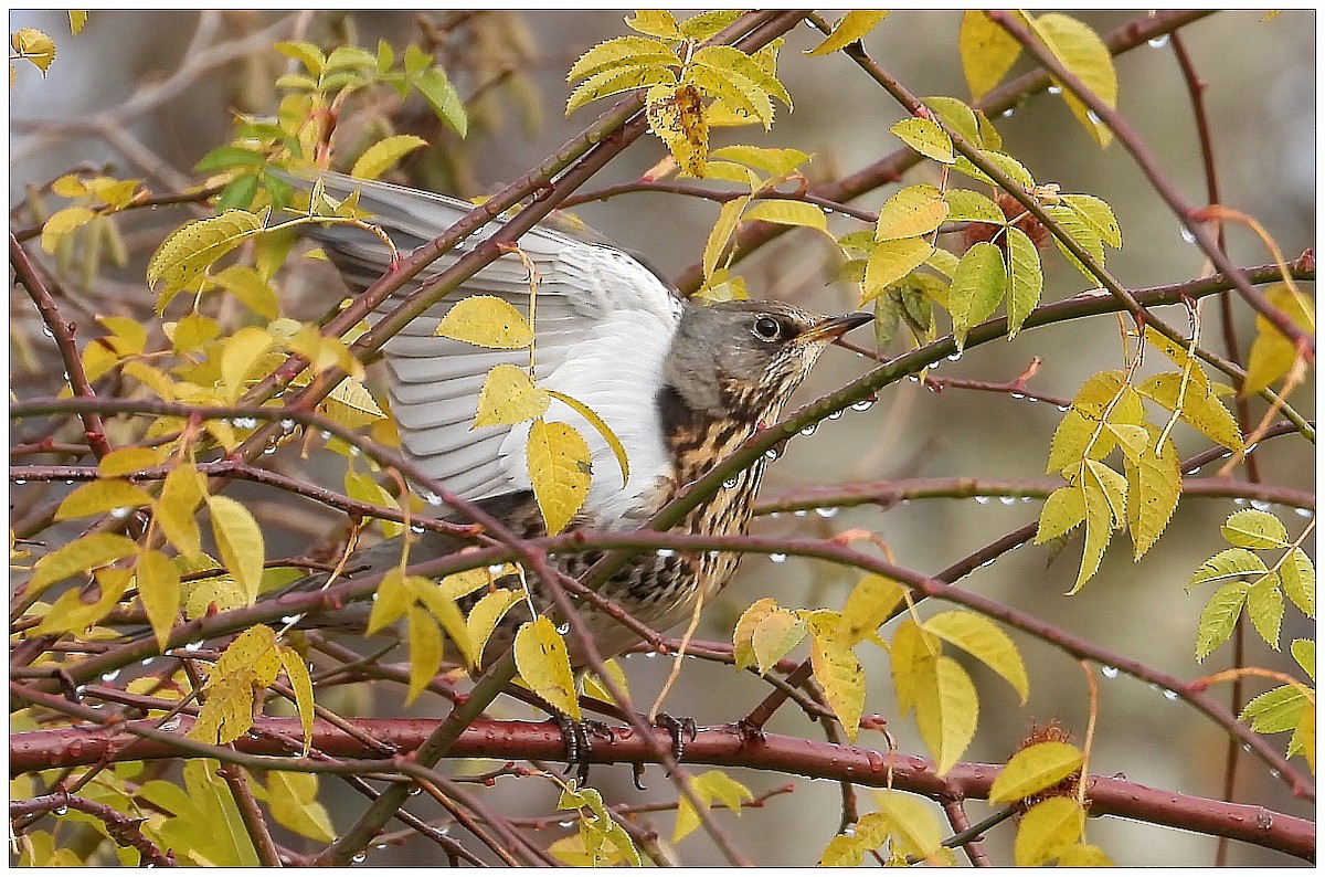 ノハラツグミ - ML646442147