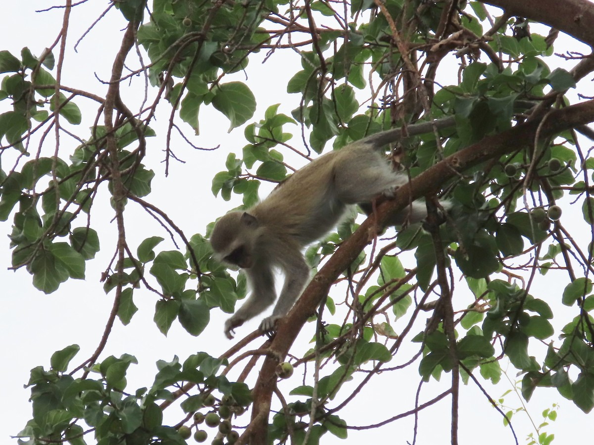 Vervet Monkey - ML646442148