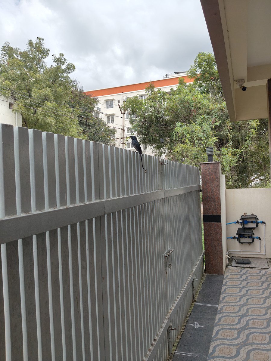 オウチュウ - ML646442149