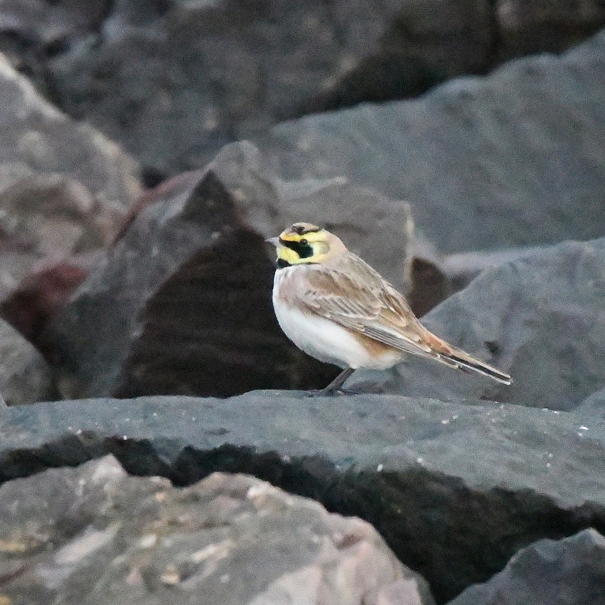 ハマヒバリ - ML646442151