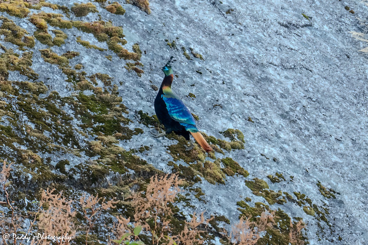 ニジキジ - ML646442152