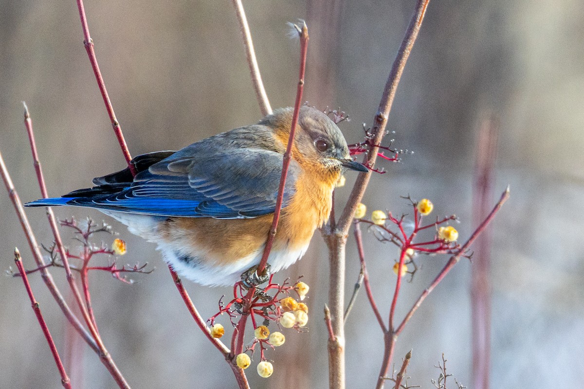 ルリツグミ - ML646442153