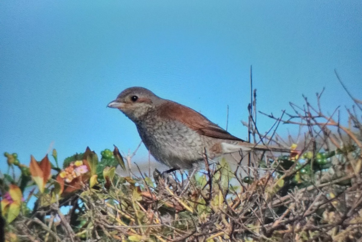 Red-backed Shrike - ML646442154