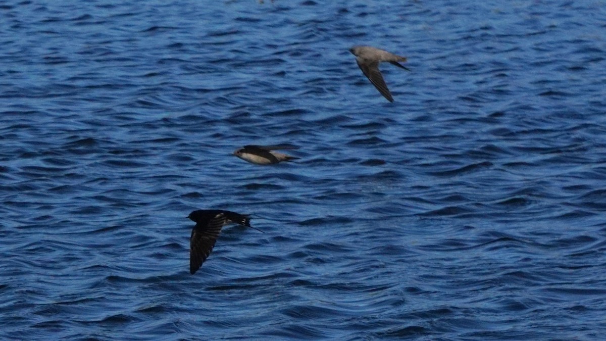 ツバメ - ML646442155