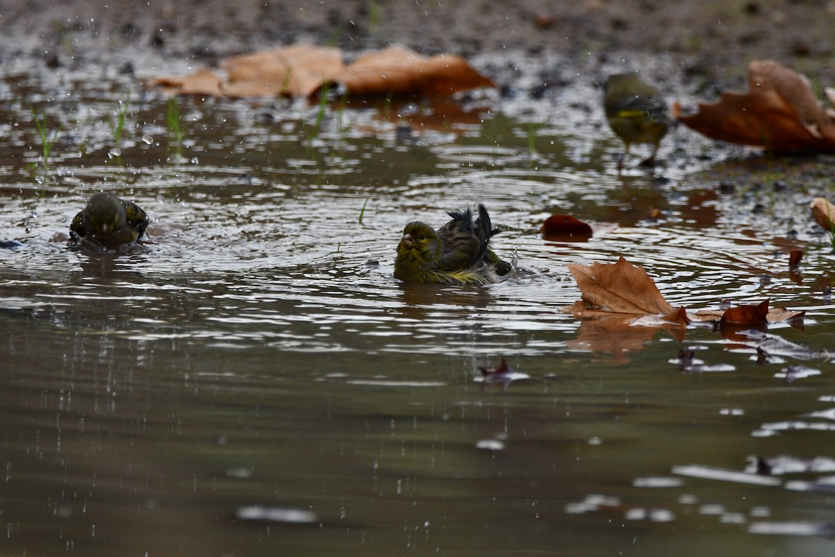 アオカワラヒワ - ML646442156