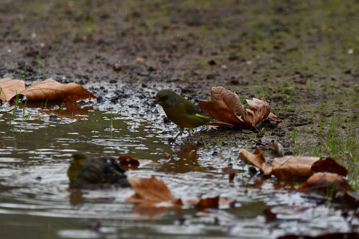 アオカワラヒワ - ML646442157