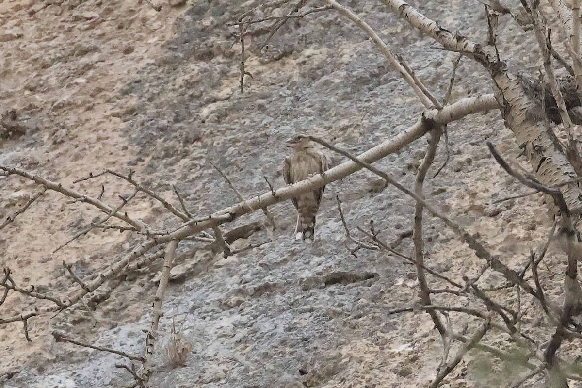 イワスズメ - ML646442158