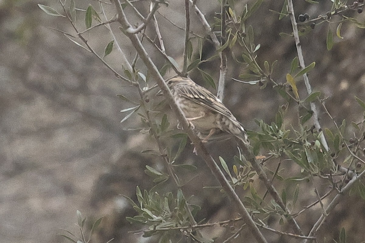 イワスズメ - ML646442160