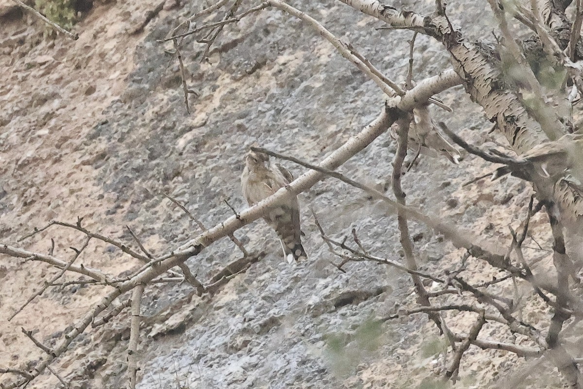 イワスズメ - ML646442161