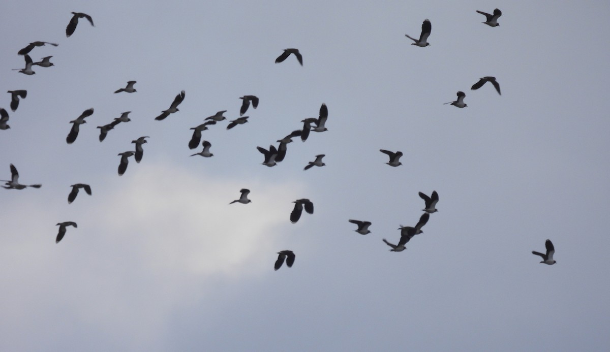 タゲリ - ML646442162