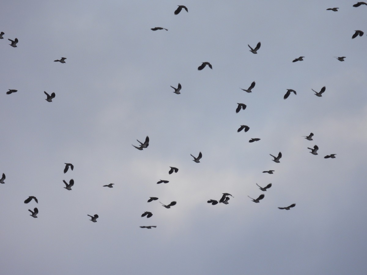 タゲリ - ML646442163