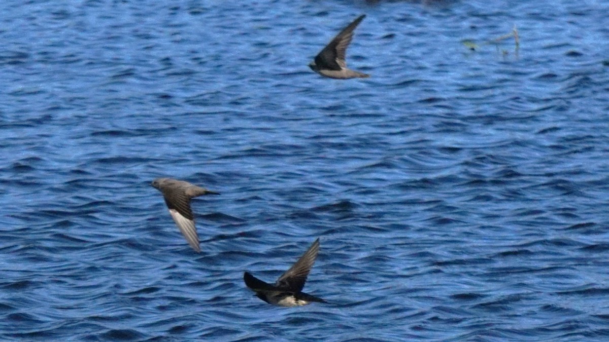 チャイロツバメ - ML646442164