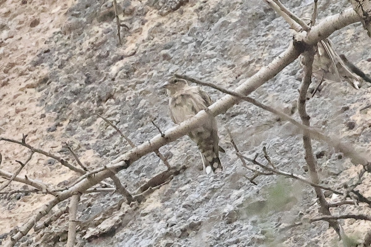 イワスズメ - ML646442165