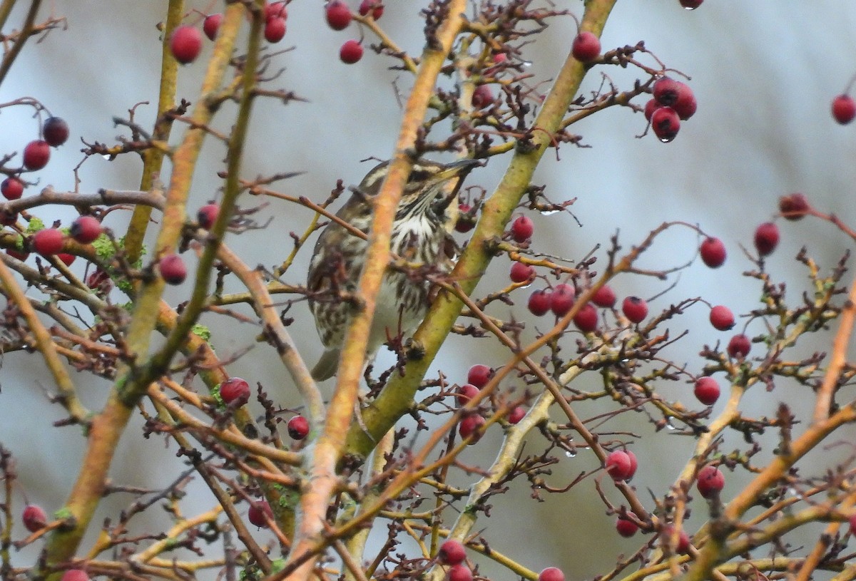 rødvingetrost - ML646442170