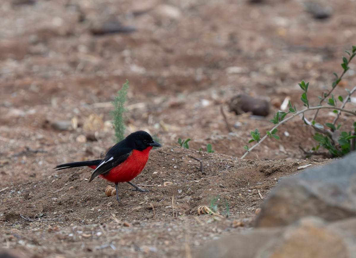 ハジロアカハラヤブモズ - ML646442171