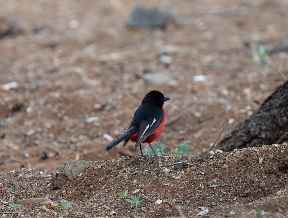 karmingonolek - ML646442172