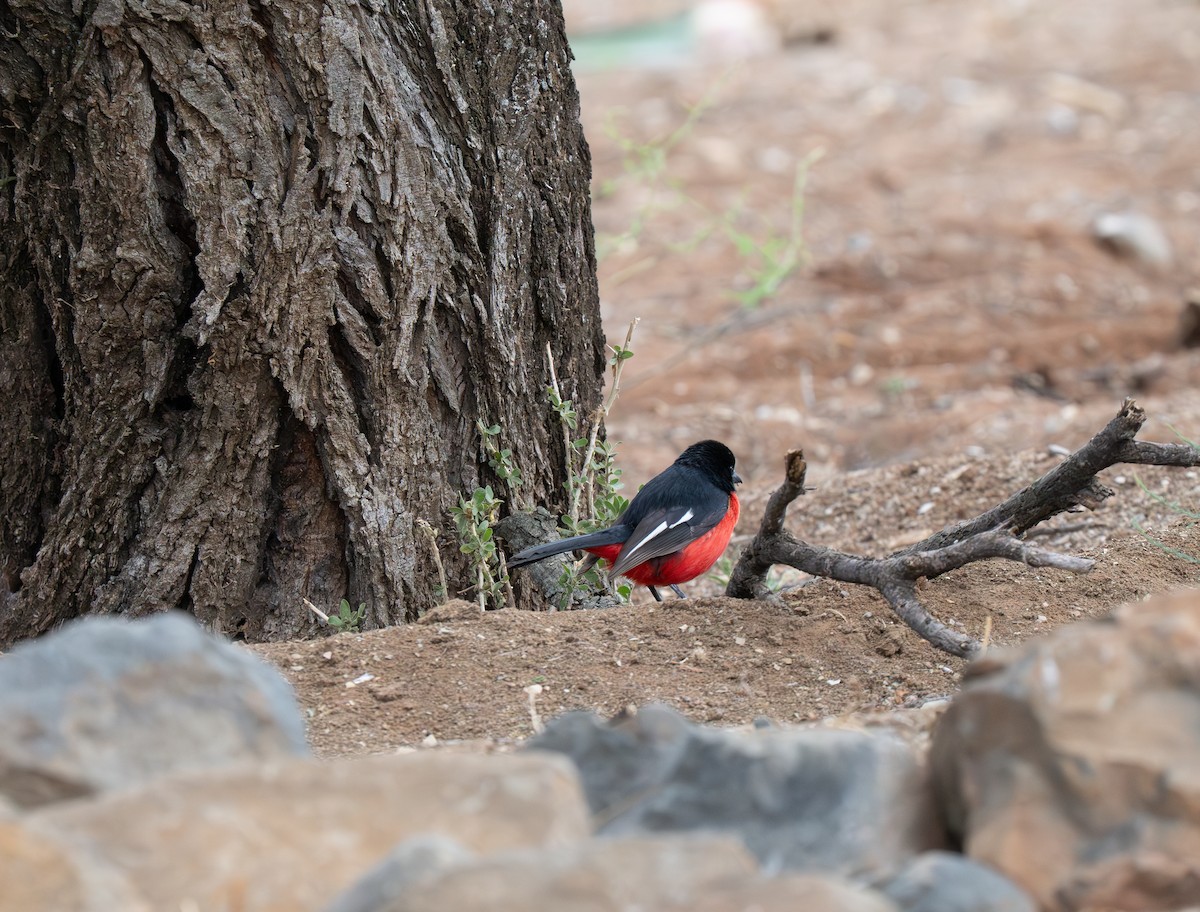 ハジロアカハラヤブモズ - ML646442173