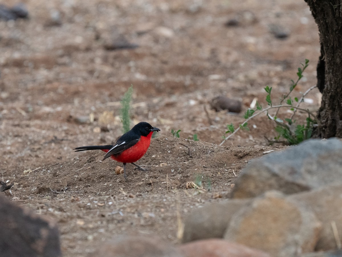 ハジロアカハラヤブモズ - ML646442174