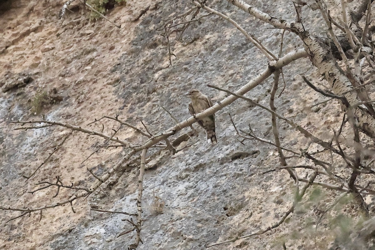 イワスズメ - ML646442179