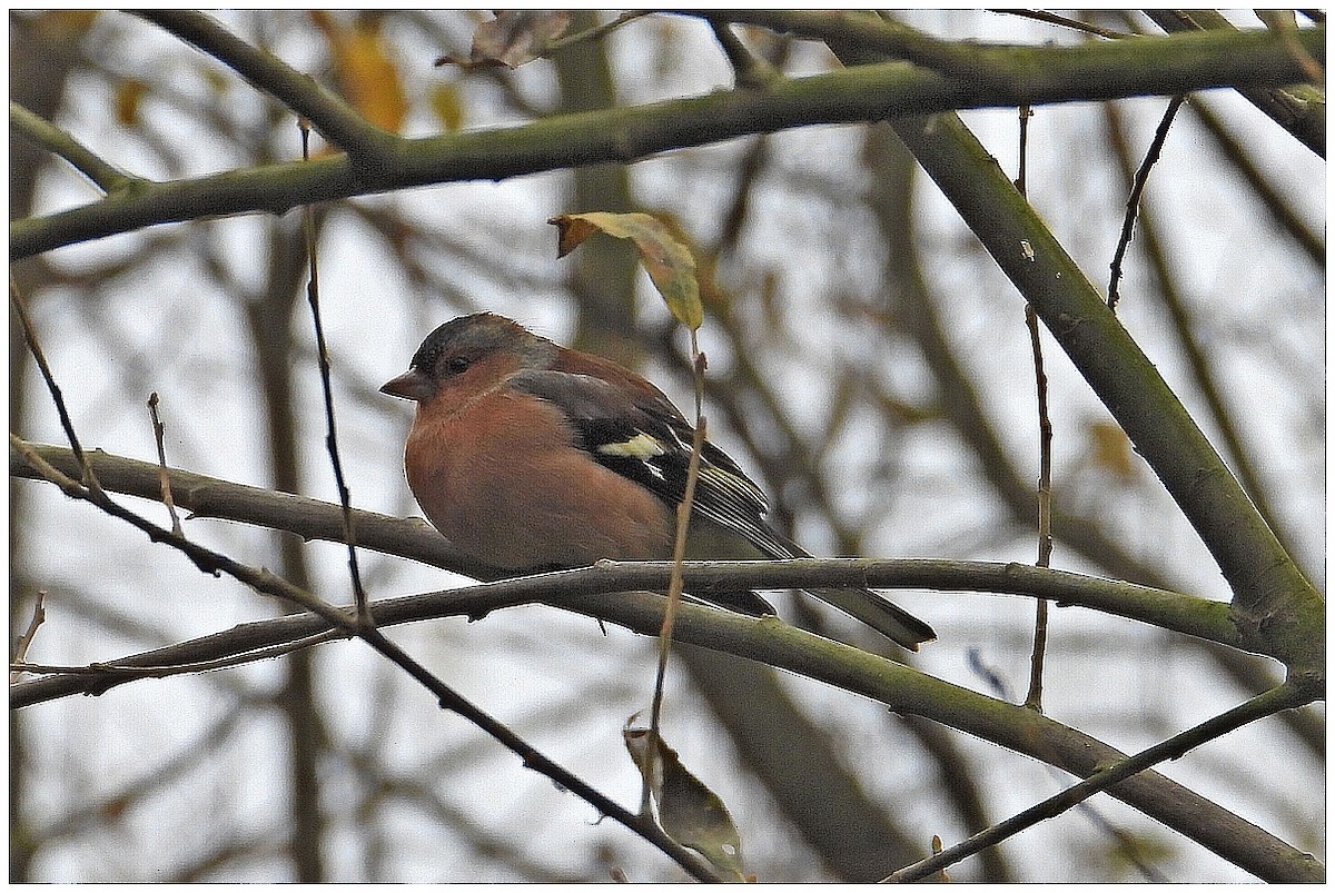 ズアオアトリ - ML646442180