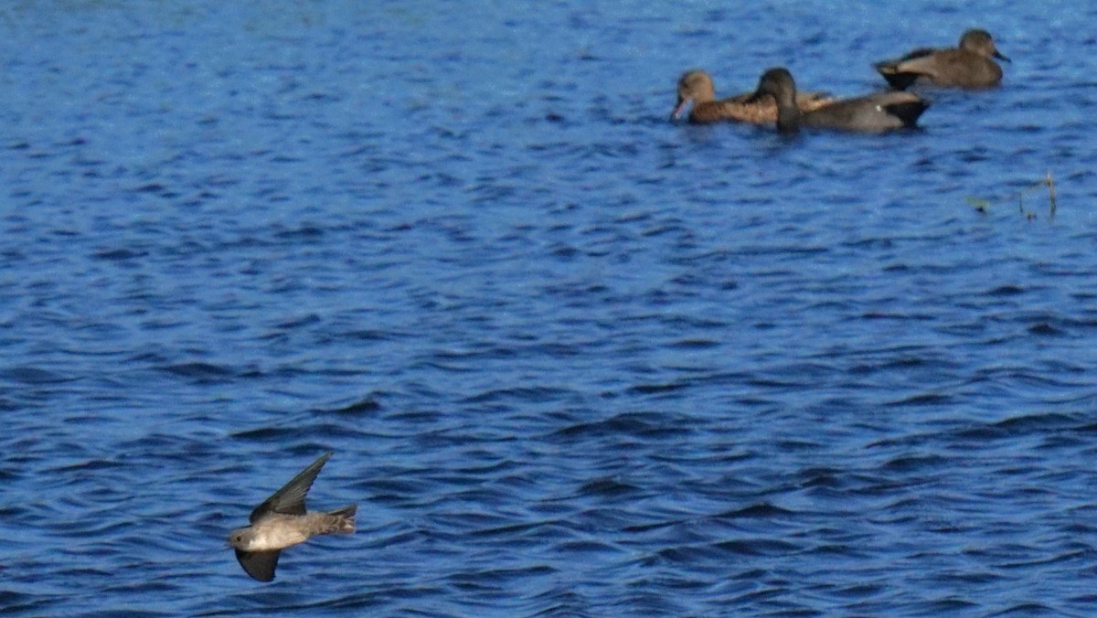 チャイロツバメ - ML646442185