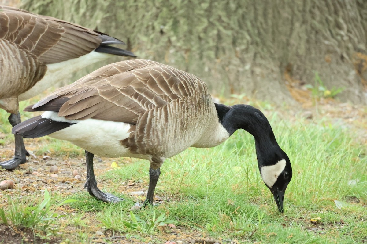 カナダガン - ML646442191